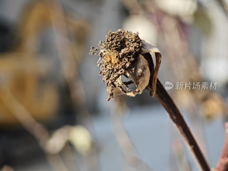 枯萎的植物特写展现生命的凋零