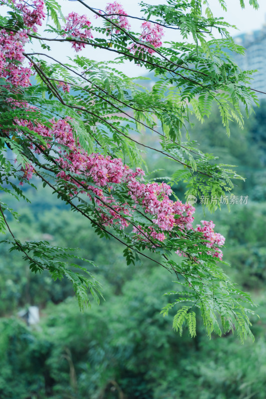 粉红色开花植物节荚决明