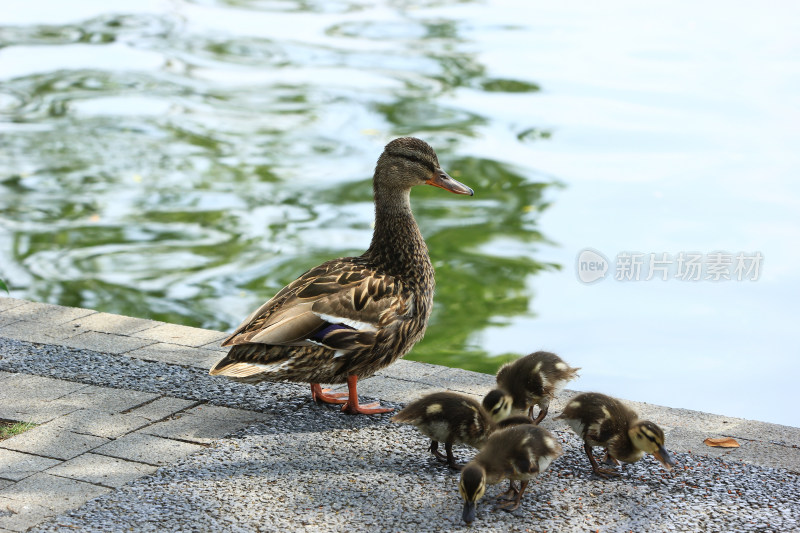 成都北湖生态公园的野鸭和小鸭子宝宝