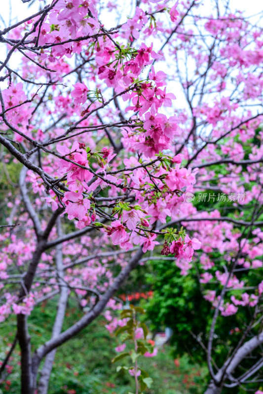 盛开的粉色樱花枝条