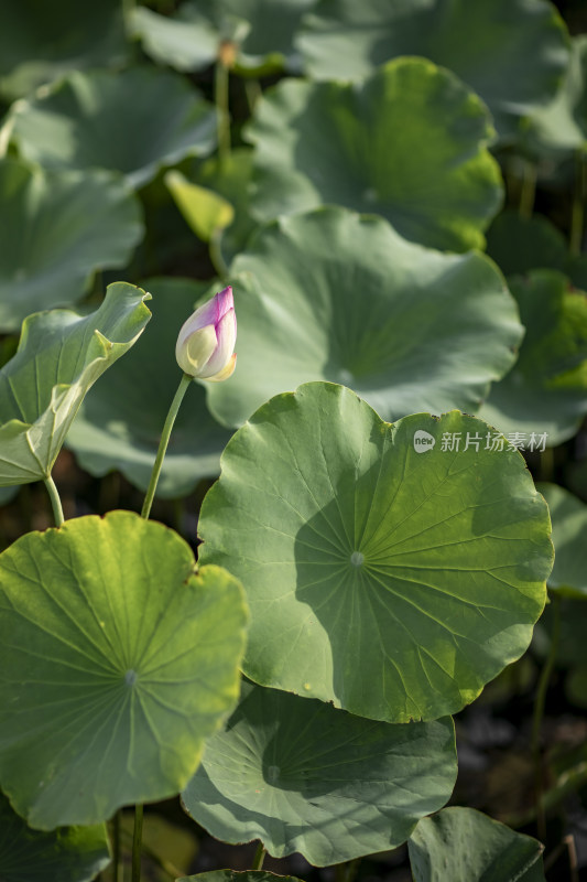 夏季公园荷塘荷叶丛中荷花特写