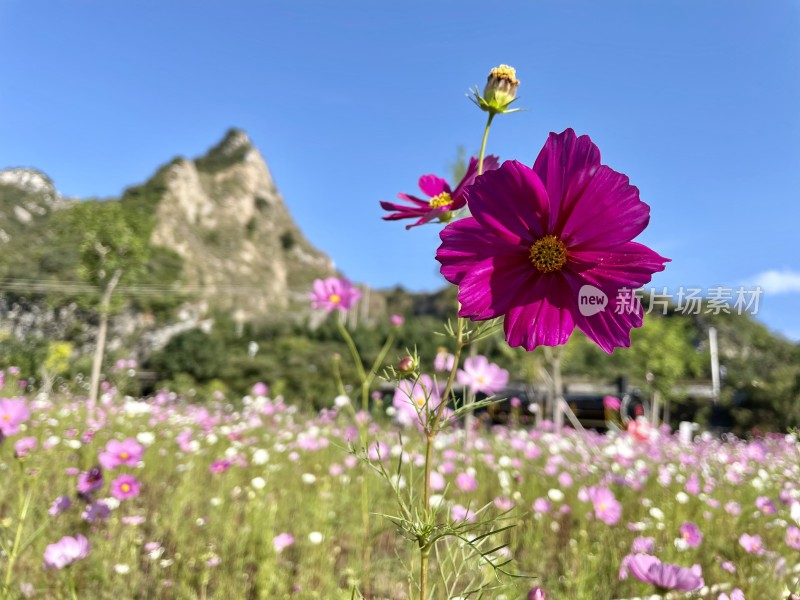 紫色的花特写