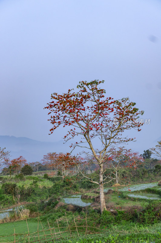 昌江木棉花稻田风景