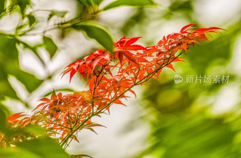 重庆酉阳：桂花间的红枫叶