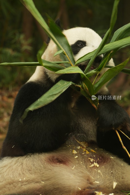 熊猫萌萌啃食竹叶的可爱模样