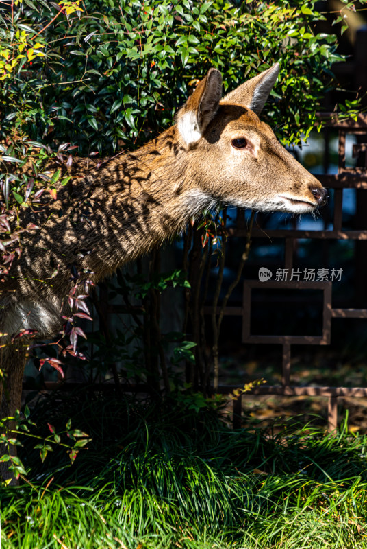 南京明孝陵长生鹿苑梅花鹿