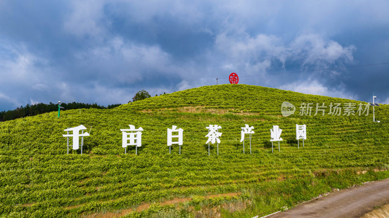 万亩茶园产业园区全景