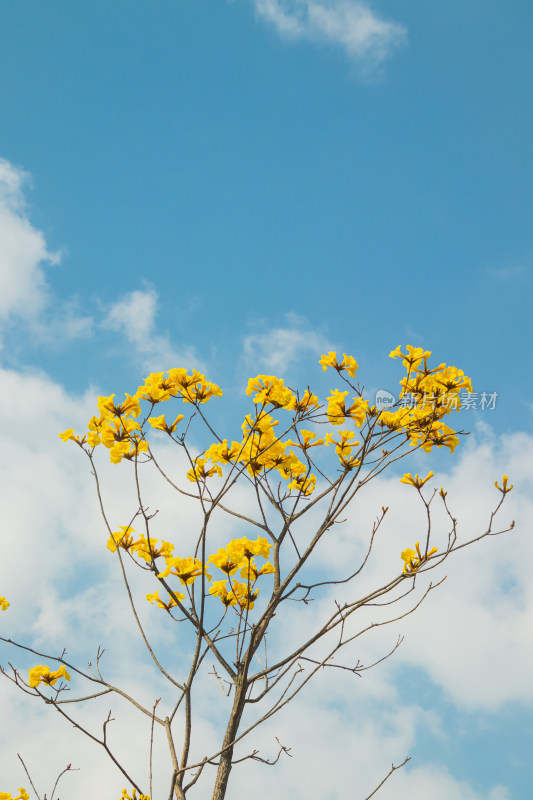 晴朗天气下的黄花铃木