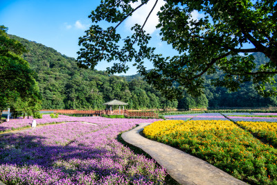 从化石门森林公园天池花海