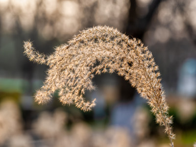 秋冬季节的芦苇特写