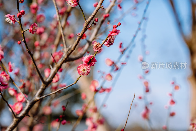 西溪湿地盛开的梅花