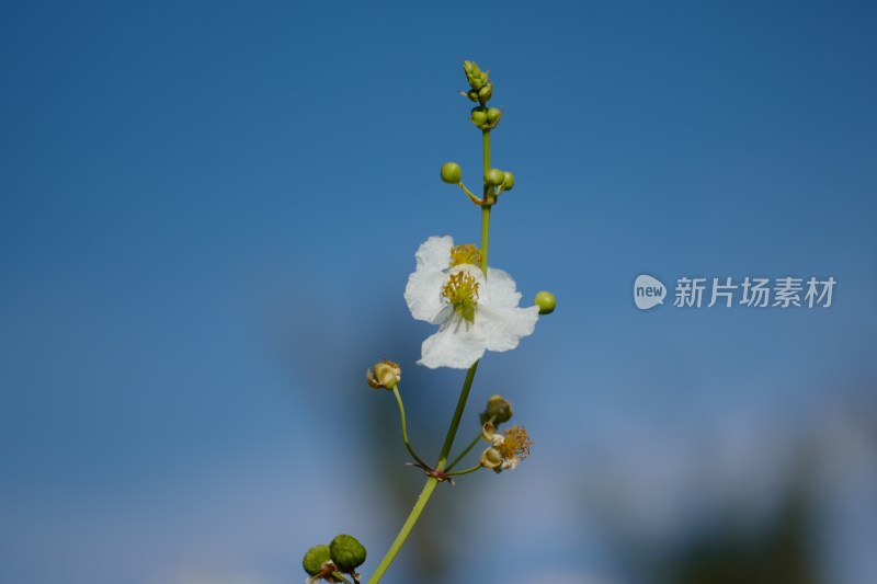 夏日野慈姑