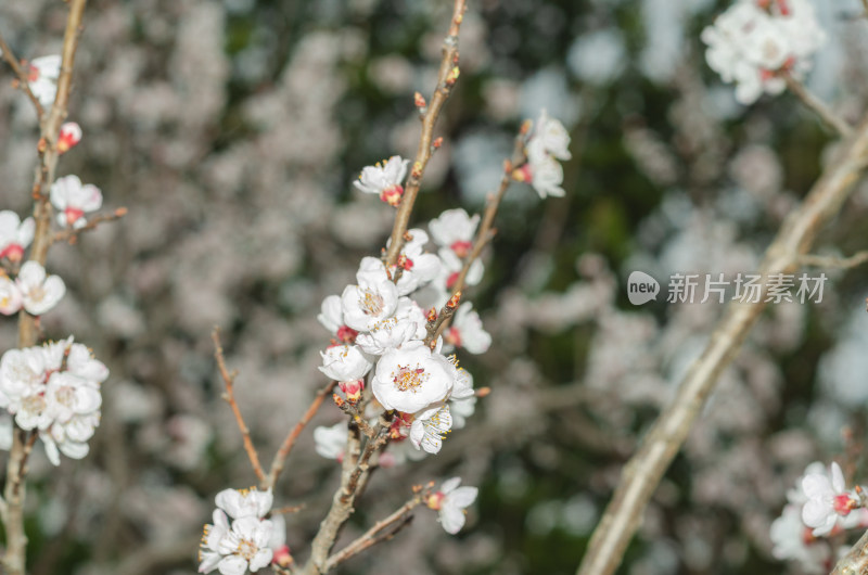 春天的杏花明亮美丽