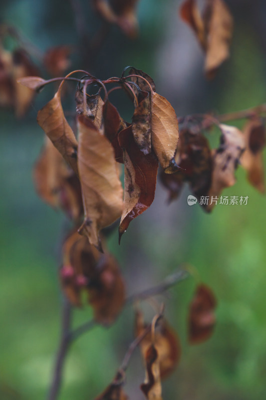 秋天雨中的枯萎叶子