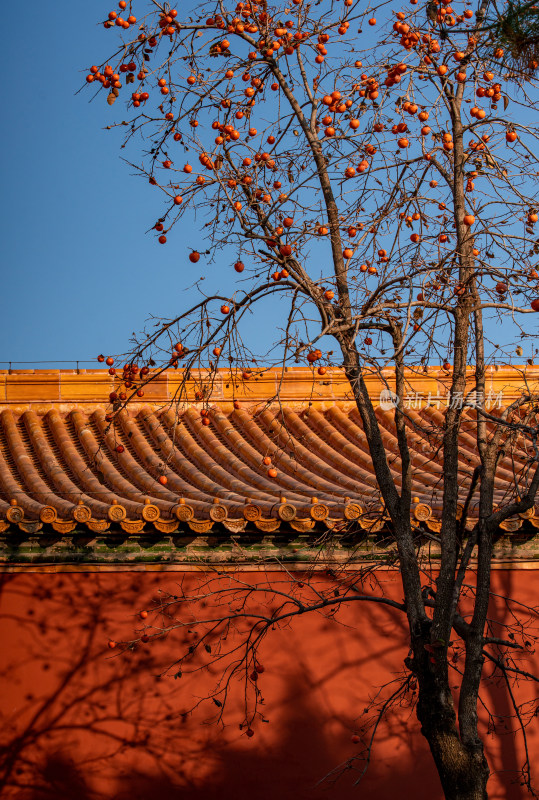 北京故宫秋天银杏