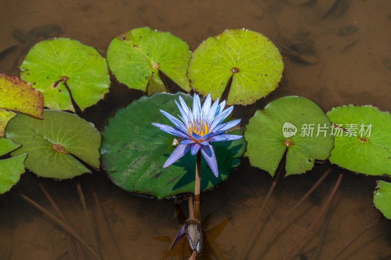 湖中盛开的睡莲