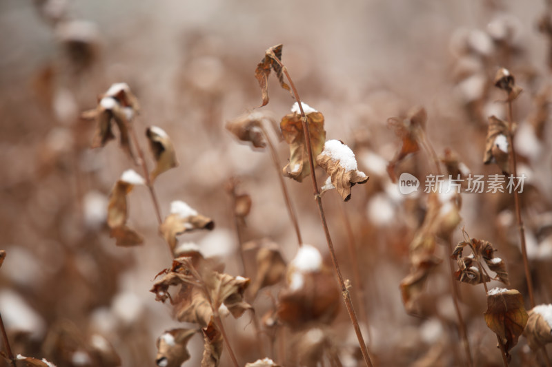 枯枝树叶和上面的积雪