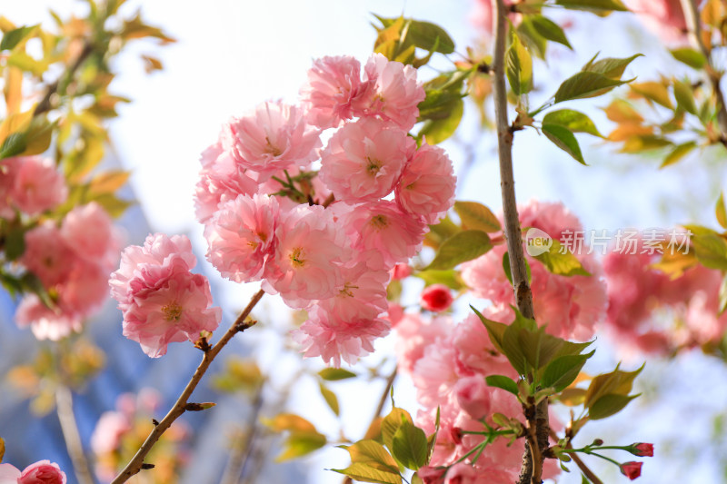 春天赏花重瓣晚樱