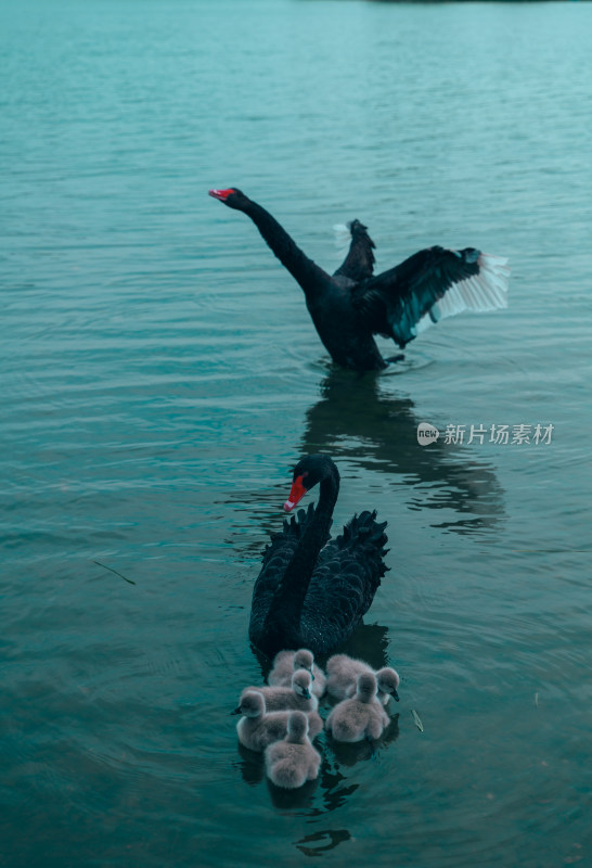 黑天鹅天鹅湖水动物鸟湖水面游泳展翅湖面