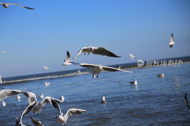 海面上飞翔的海鸥