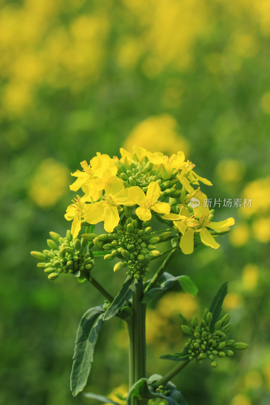 春天金黄的油菜花