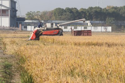 秋天收割稻田