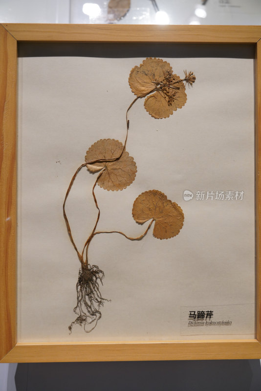马蹄芹植物标本