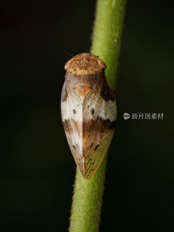 沫蝉昆虫微距特写