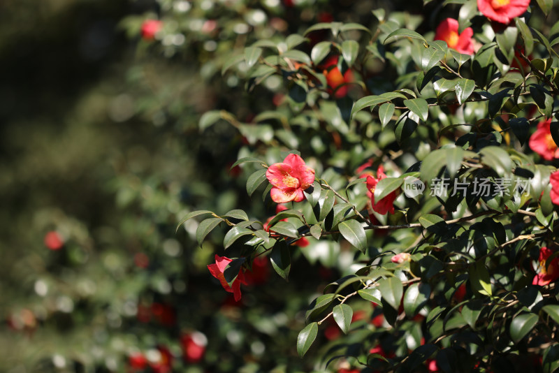 杭州西湖花港观鱼的红色山茶花