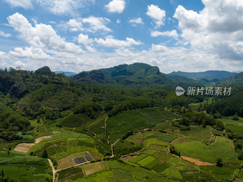 航拍武夷山绿色农田与茶园