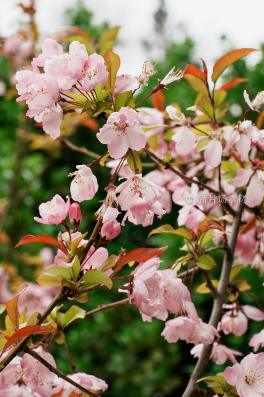 北京北海公园樱花