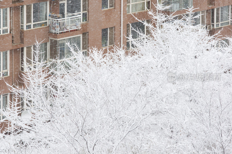 暴风雪后树上洁白的冰挂