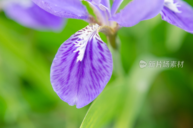 一朵紫色鸢尾花的花瓣特写