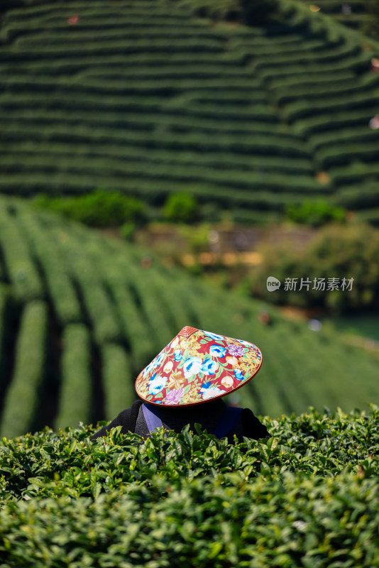 茶园里采茶的女人