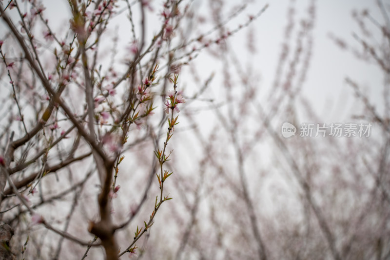 桃树桃花桃树林