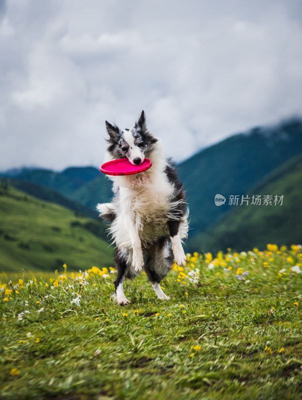 草原上的边境牧羊犬与飞盘