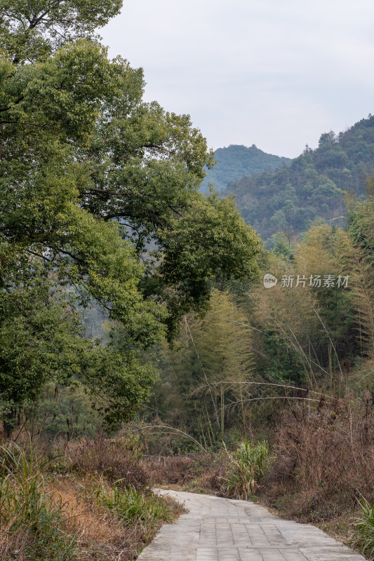 林间小道自然景致静谧小路风景