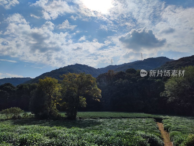 杭州云栖竹径茶园