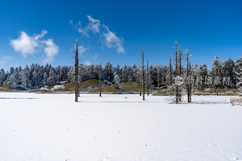 四川眉山瓦屋山景区云海冬日雪景下的枯树