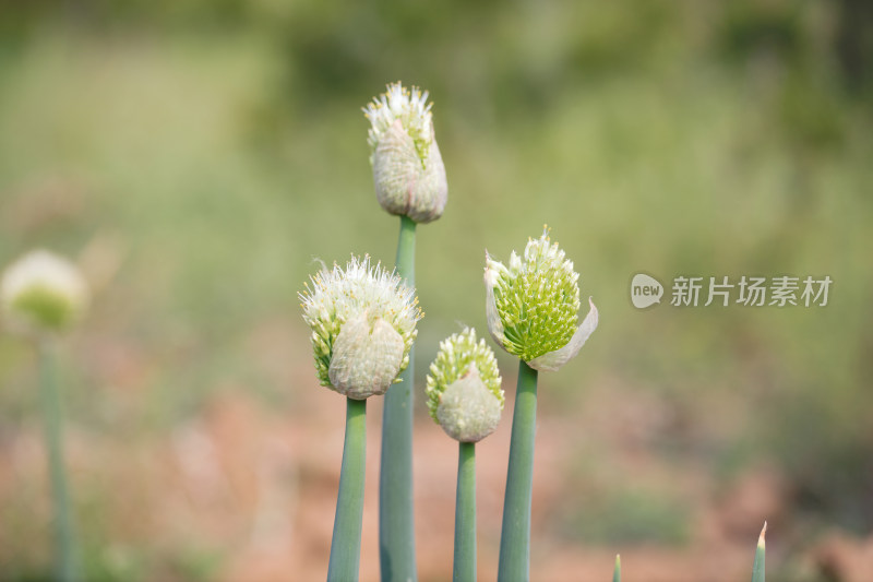 大葱即将成熟的种子