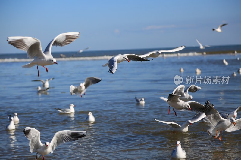 海边飞翔与栖息的海鸥