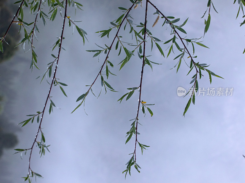 夏天新疆伊犁，早晨晨雾中带着水滴的树叶