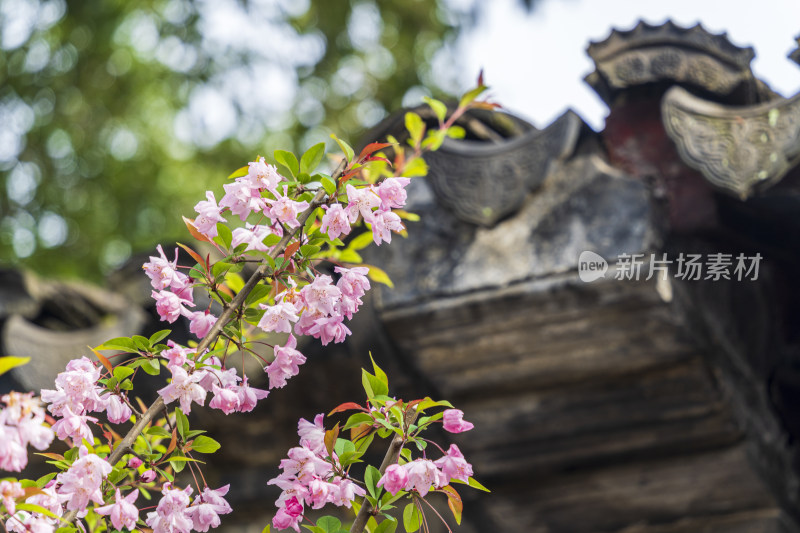 春天，苏州园林留园，海棠花与园林建筑