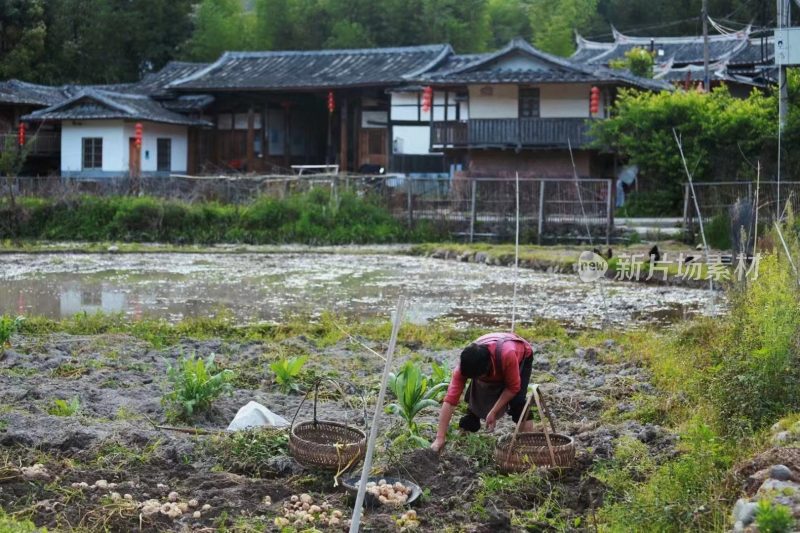 福建省泉州市德化县佛岭村乡村烟火气场景图