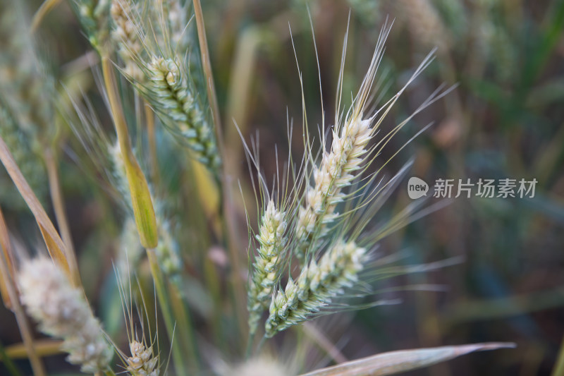 夏天户外田里即将成熟的小麦麦穗特写