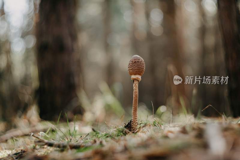 野生菌类特写