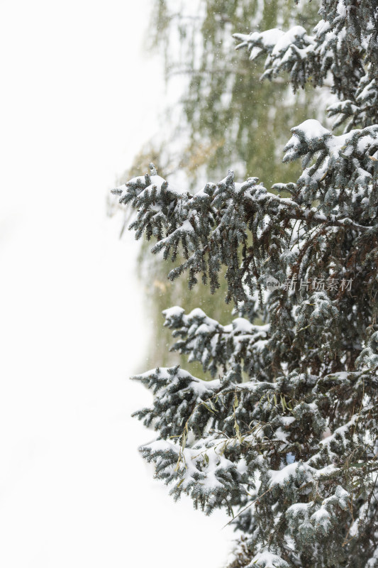 冬天大雪中的松树枝