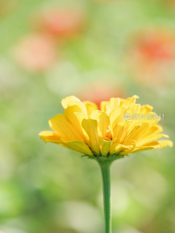 阳光下黄色百日菊特写