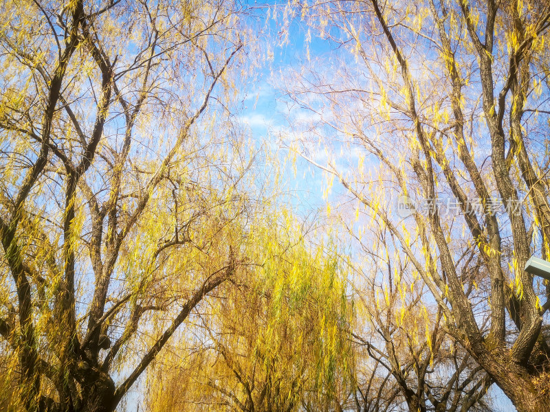 柳树枯黄树枝树叶植物摄影图