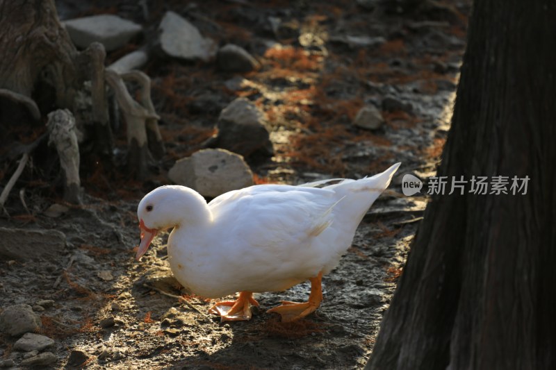 户外地面上的白色鸭子